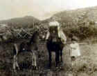 kitty_mair.jpg (75099 bytes)