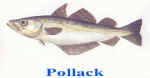 Pollack.jpg (41901 bytes)