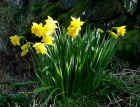 daffs.jpg (89008 bytes)