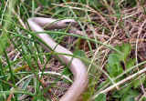 slow_worm_porthdinllaen_01.jpg (90301 bytes)