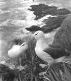 albatross_01.jpg (62548 bytes)