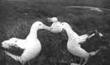 albatross_03.jpg (51128 bytes)