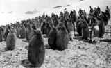 penguins_01.jpg (79359 bytes)